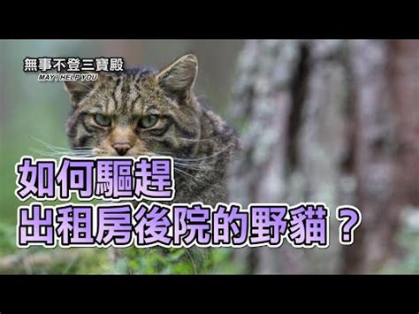 野貓跑到家裡|如何驅逐擾人的野貓